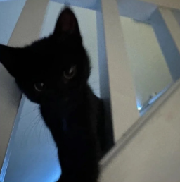 En katt